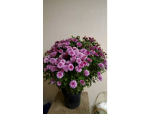 IMG 20190826 221454.jpg