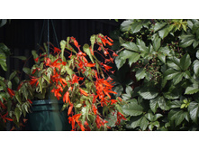 ������� boliviensis Santa Cruz Sunset