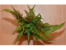 ������ �������� Pteris aspericaulis Tricolo