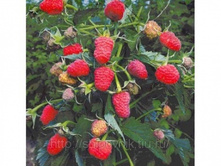 ������ ���������+���