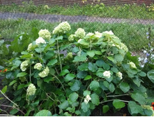 IMG 20190810 193212.jpg