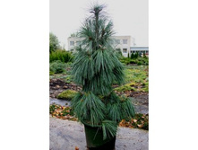 111Pinus schwerinii Wiethorst C3 P19 25-30 CM==16,6 ��-.jpg