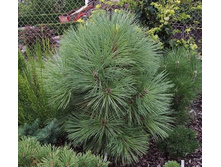 ����� ������� (Pinus Joppi).jpg