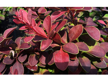 Berberis thunbergii Golden Ring C2 30-40-5,20 ���� ��� 5��