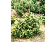 111��� abies Acrocona C10 80-100�� Cieplucha==31,77 ��-.jpg-.jpg