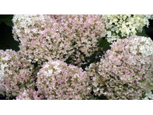 ��������� ����������� ����