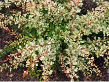 Berberis thunbergii Silver Beauty C2 20-30-5,20 ���� ��� 5��.jpg