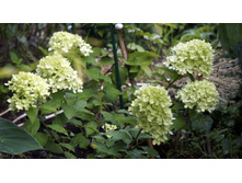 ��������� ����������� Little Lime