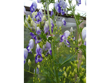 ����� ������.