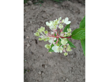 IMG 20190804 165627.jpg