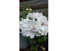 Joan of Ats (������������)