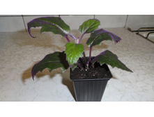 ������ -