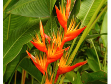 ��������� (Heliconias Ps Hawai) - 500 - 550 ���.