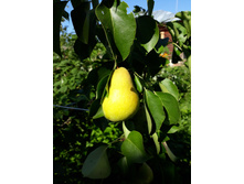 ����� "���������"