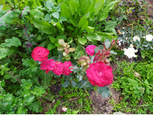 IMG 20190803 141659.jpg