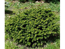 ����� ��������� (���� 'Oberon')--.jpg
