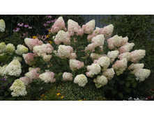 ��������� ����������� ������� ������