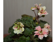 �� ������