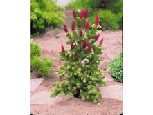 Picea pungens Lucky Strike P15 30-40 Tomzynski ���. 91000627-16,15 ���� �� ���� 3��.jpg