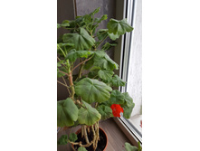 4. ������� �������