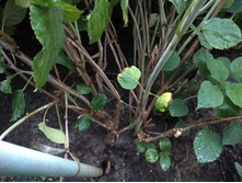 IMG 20190810 193238.jpg