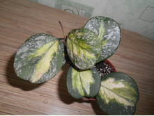Obovata variegata Splash.