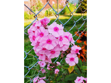 ����� ����������� "�������"