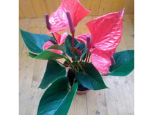 �������� ������� ��� ( Anthurium lipstick red ) - 550 ���