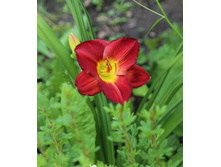 ������� �����.jpg