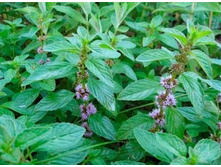 ���� ��������