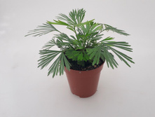 ������������� ( Actiniopteris australis)