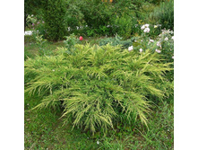 ������������ ������� (Juniperus pfitzeriana Goldkissen).jpg