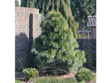111Pinus schwerinii Wiethorst C3 P19 25-30 CM-.jpeg