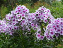 ����� ��������