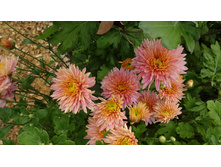 ��������� ����������  "��������� "