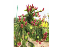 111��� abies Acrocona C10 80-100�� Cieplucha==31,77 ��-.jpg