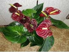 �������� ���� ������( Anthurium Aramon) - 750 ���.