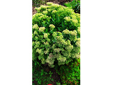 IMG 20190821 104938.jpg