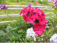 ���� �����������