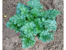 ��� �����