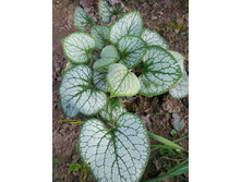 �������� ���� �����