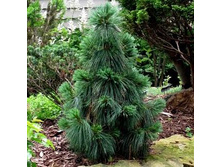 ����� ������� �������� (schwerinii Wiethorst)-.jpg
