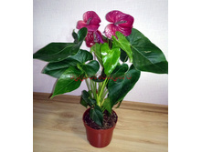 �������� ��� ( �������� Utah)