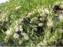 ����� Prunus pumila var. depressa C2 20-30-4,25 ���� �������� 3�� �� ����.jpg