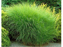 111��������� ��������� (���� 'Gracillimus')= 273-246-.jpg