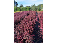 Golden Ring ���� �� ���������