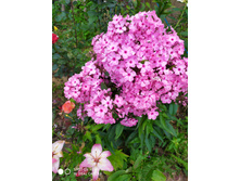 IMG 20190729 173707.jpg