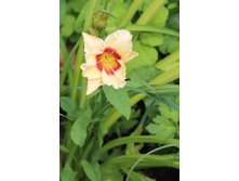 ������� ����.jpg