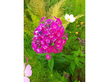 ����� ����������� ��������� (������� �� 50 ���)