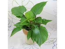 ���������� ���� ����� ( Homalomena Maggy ) - 350- 400 ���.